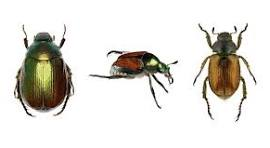 Popillia japonica: informazioni per i comuni ricadenti in zona infestata